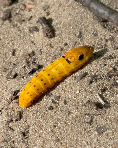 Carousel post from flutterhouseproject.