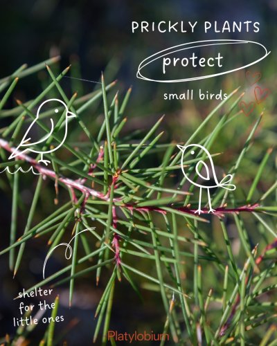 Photo post from platylobium.