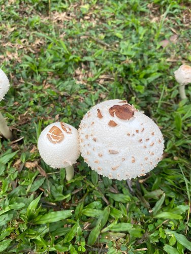 Carousel post from zandra.zane.