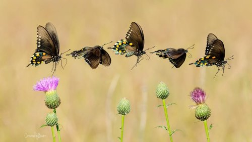 Photo post from texas_pixels.