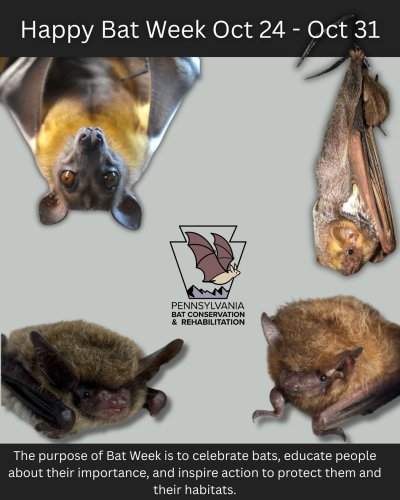 Photo post from pa_bat_rehab.