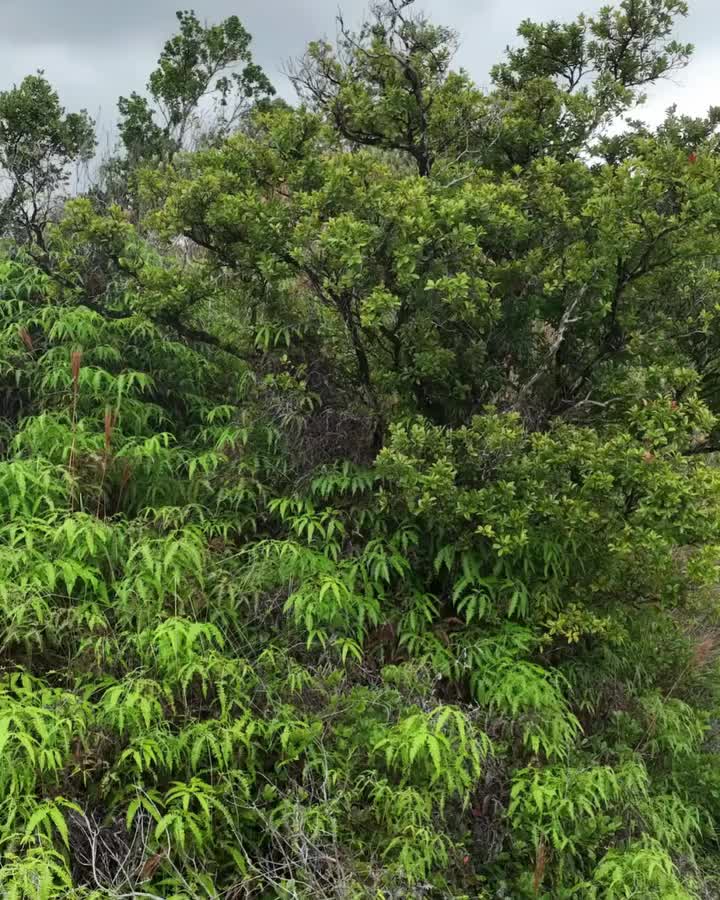 Video post from hi95kauai.