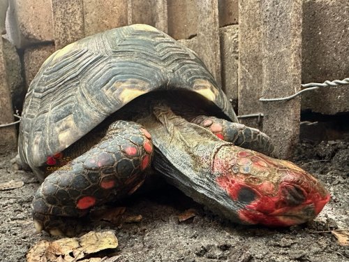 Carousel post from carapacecritters.