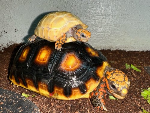 Photo post from carapacecritters.