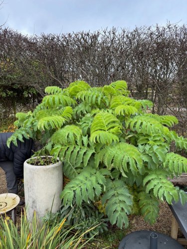 Photo post from gardenhousebrighton.