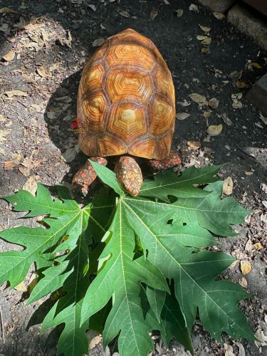 Photo post from carapacecritters.