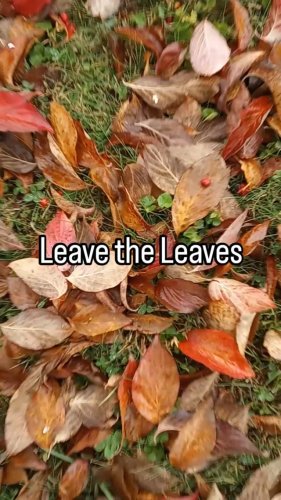 Video post from thebeeandbee042608.