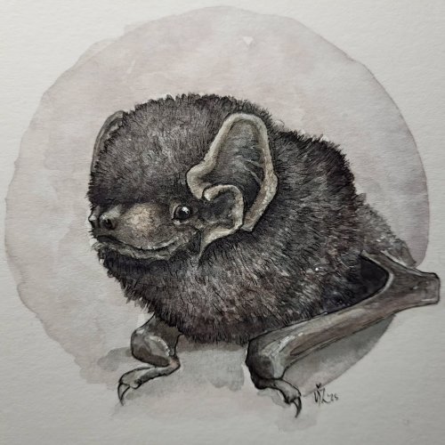 Photo post from bizzyillustrations.