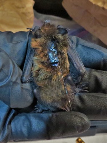 Carousel post from nocturnal.biologist.