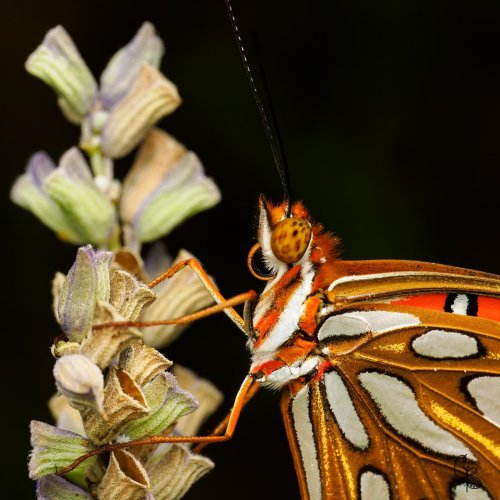 Photo post from texas_pixels.