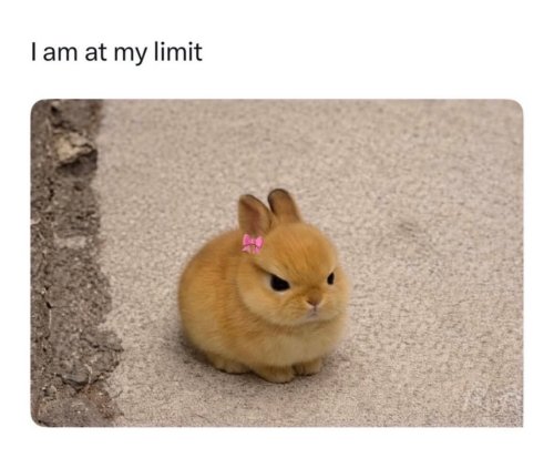 Photo post from njexoticpets.