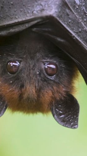 Video post from naplesbotanical.