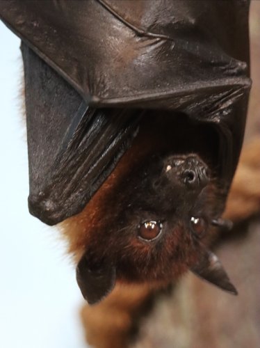 Carousel post from denverzoo.