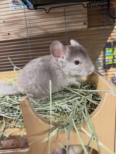 Photo post from njexoticpets.