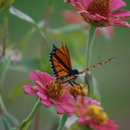 Carousel post from thebeeandbee042608.