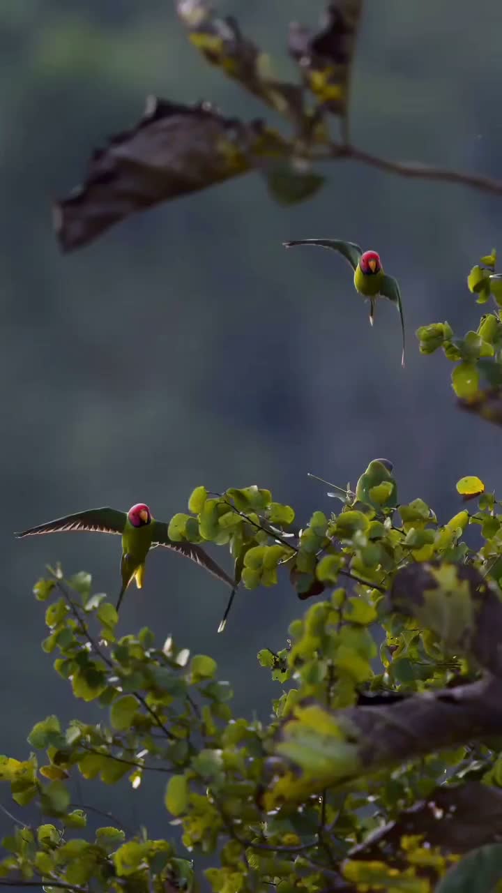 Video post from adrianaazzias.