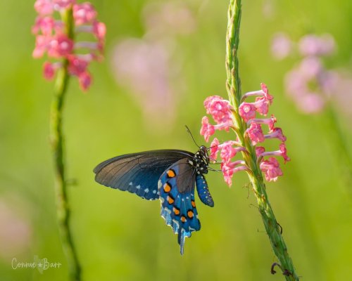 Photo post from texas_pixels.