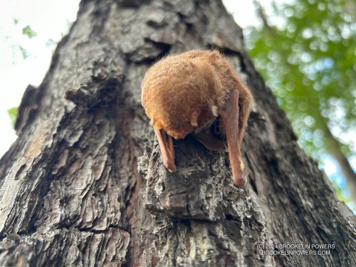 Photo post from brookelinlpga.