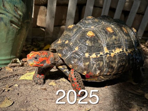 Carousel post from carapacecritters.