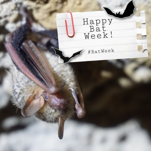 Photo post from innerspacecavern.