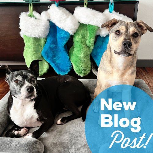 Photo post from pawsplaysandiego.