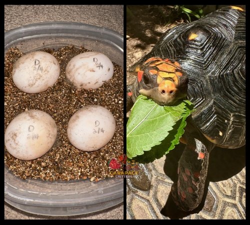 Photo post from carapacecritters.