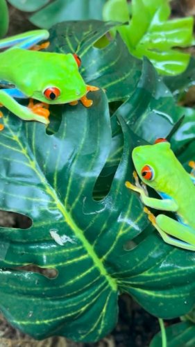 Video post from njexoticpets.