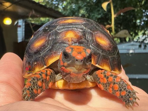 Carousel post from carapacecritters.