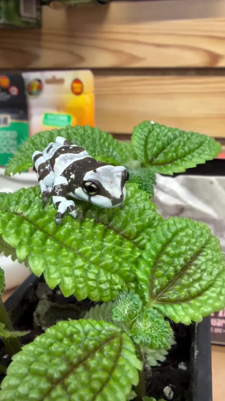 Video post from njexoticpets.