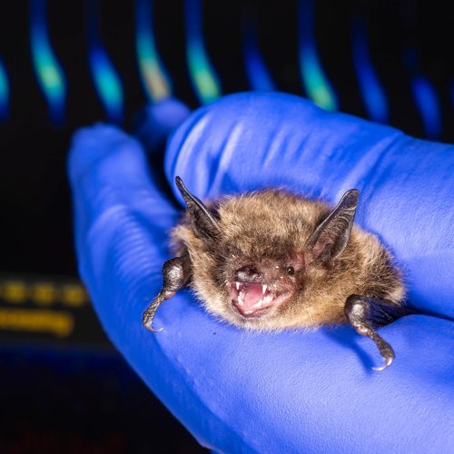 Carousel post from thetorontozoo.