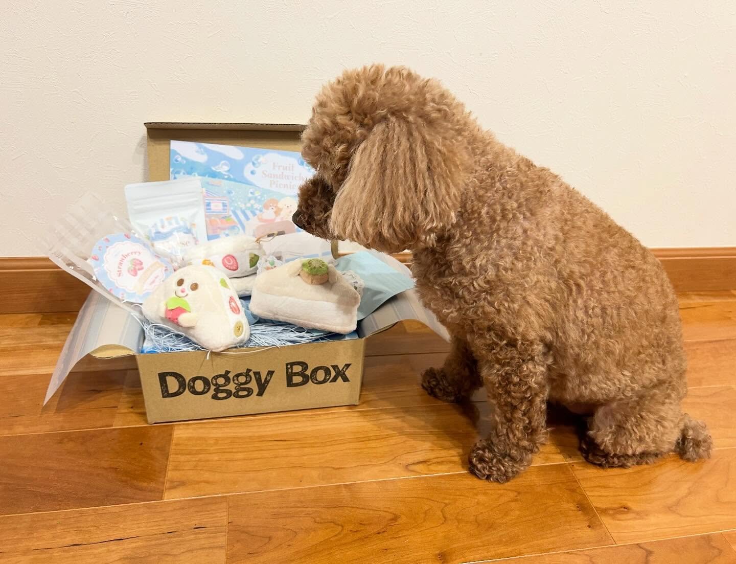 Doggy Box | 毎月サプライズいっぱいのBOXをお届け