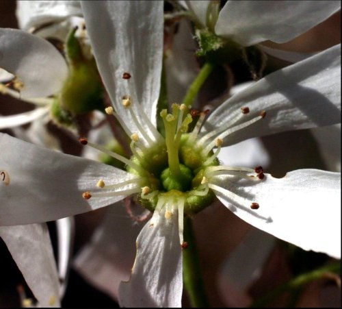Photo post from beechhollowfarms.