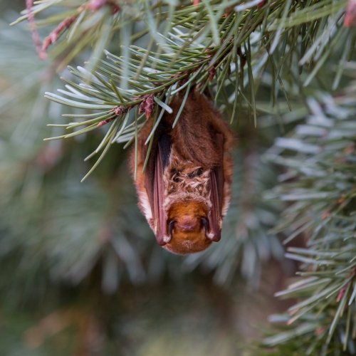 Carousel post from willcoforests.