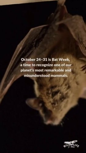 Video post from nashville_animal_advocacy.