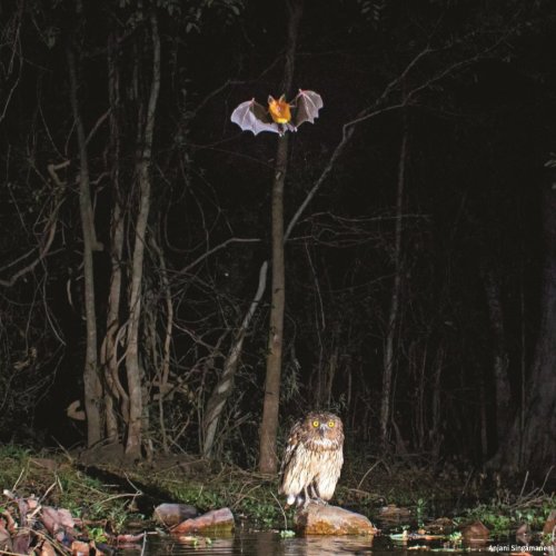 Photo post from nationalwildlife.