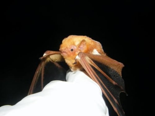 Photo post from trca_hq.