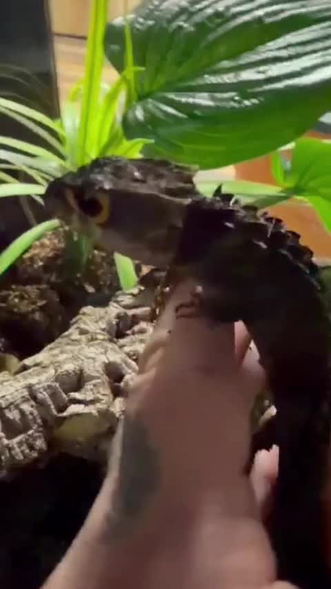 Video post from njexoticpets.