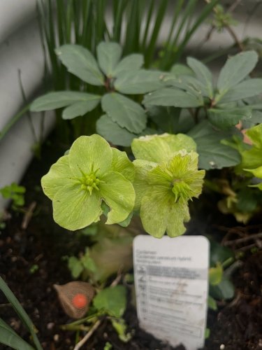 Carousel post from lucy_brewer.