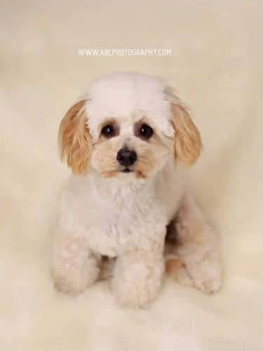 Photo post from abl_photography_sandiego.