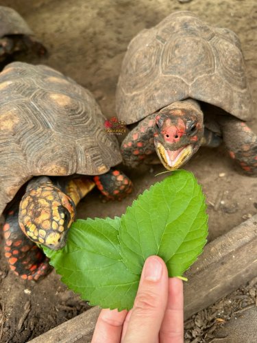 Photo post from carapacecritters.