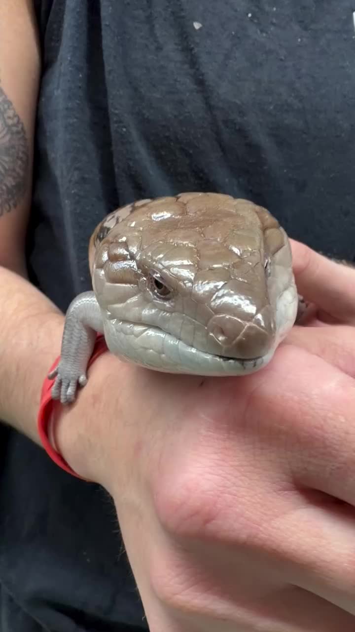 Video post from njexoticpets.
