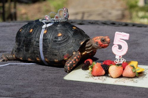 Carousel post from carapacecritters.