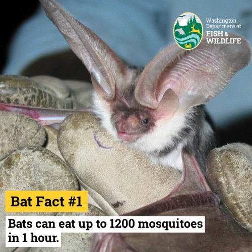 Carousel post from thewdfw.