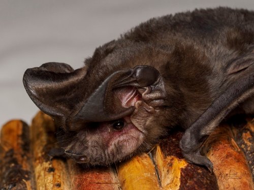 Carousel post from leitchbird.