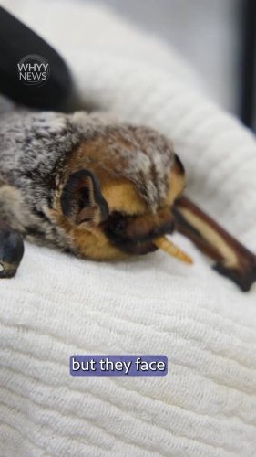 Video post from whyy.