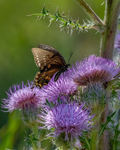 Carousel post from pbcc.fnps.