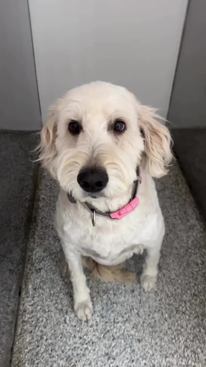 Video post from familyanimalhospitalcm.