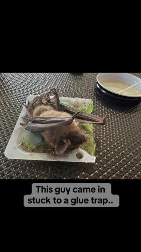 Video post from naturesnestwildliferehab.
