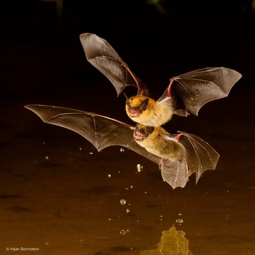 Carousel post from defendersofwildlife.