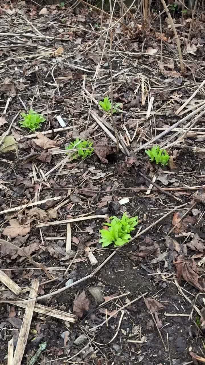 Video post from hummiejo.